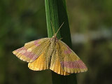   (Lythria purpuraria)