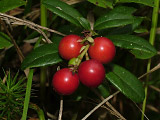  (Vaccinium vitis-idaea)