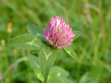   (Trifolium pratense)