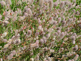   (Trifolium arvense)