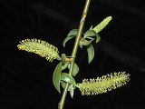   (Salix fragilis)