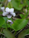   (Viola palustris)